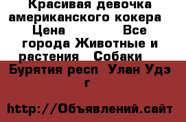 Красивая девочка американского кокера › Цена ­ 35 000 - Все города Животные и растения » Собаки   . Бурятия респ.,Улан-Удэ г.